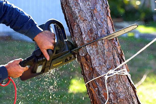 Best Hazardous Tree Removal  in Rolla, MO