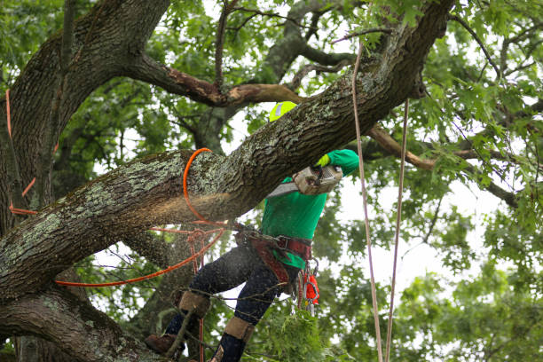 How Our Tree Care Process Works  in  Rolla, MO